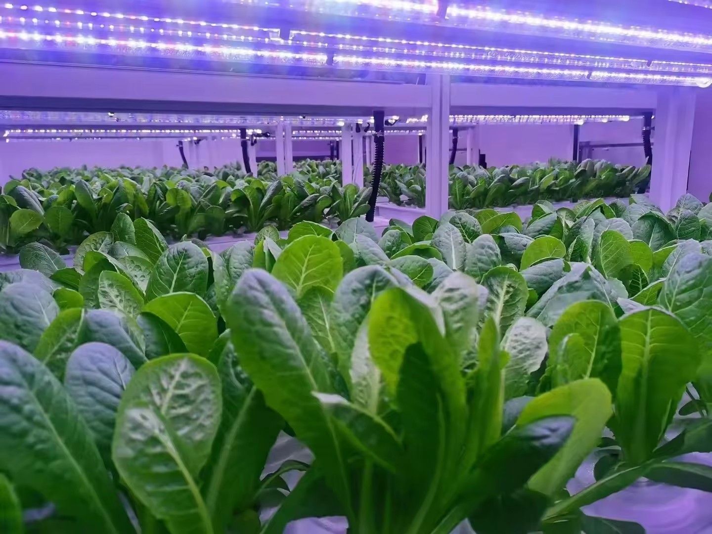 f Теплица Сельскохозяйственное – обзор и цена Farming Agriculture Equipment