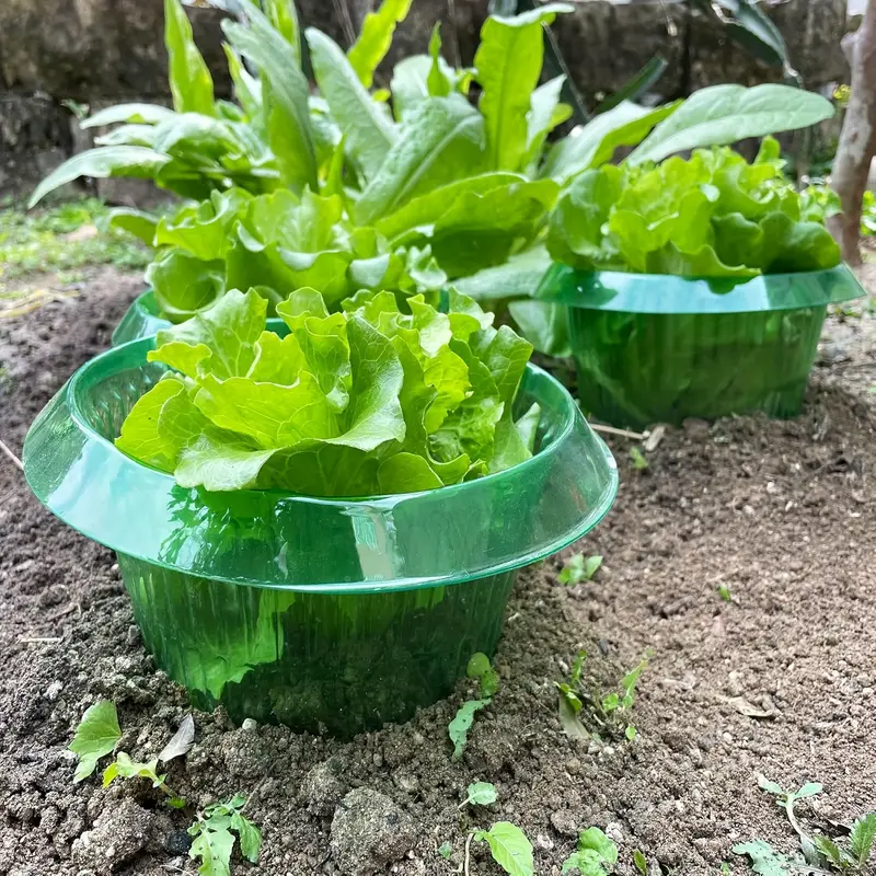Защитные кольца для слизи раст – обзор и цена Vegetable Transplanter